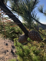 Pinus muricata