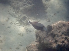 Sufflamen chrysopterum