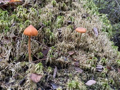 Entoloma quadratum