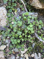 Romanzoffia sitchensis