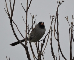 Spizella atrogularis