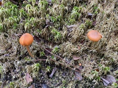 Entoloma quadratum