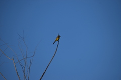 Tyrannus melancholicus