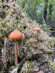 Entoloma quadratum