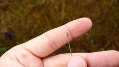 Eleocharis elliptica