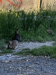 Leporidae