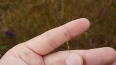 Eleocharis elliptica