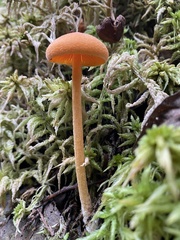 Entoloma quadratum