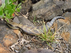 Tiliqua scincoides