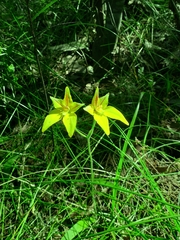 Caladenia flava flava