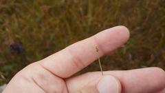 Eleocharis elliptica