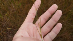 Juncus brachycephalus