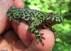 Bombina orientalis