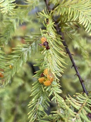 Taxodiomyia