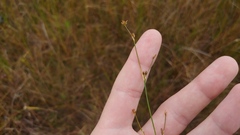 Juncus brachycephalus