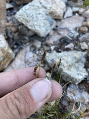 Carex micropoda