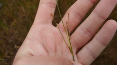 Juncus brachycephalus