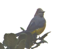 Ptiliogonys cinereus