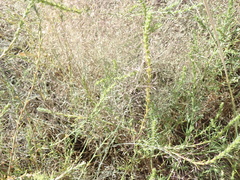 Muhlenbergia pungens