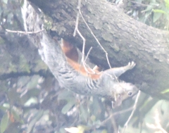 Sciurus aureogaster