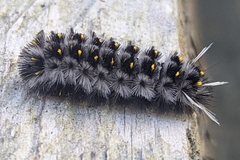 Lophocampa roseata