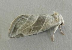 Plagiomimicus tepperi