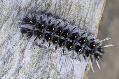 Lophocampa roseata