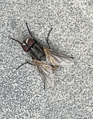 Calyptratae