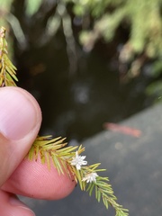 Taxodiomyia