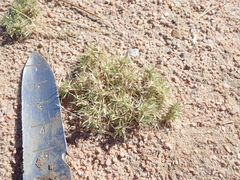 Munroa squarrosa