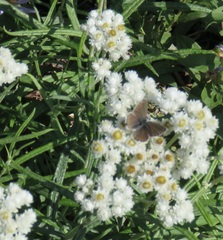 Plebejus anna