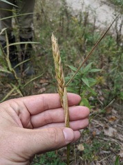 Elymus curvatus