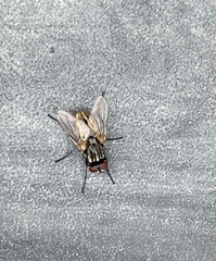 Calyptratae