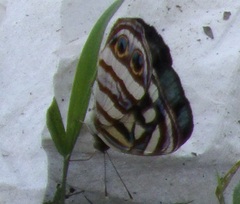 Dynamine postverta mexicana