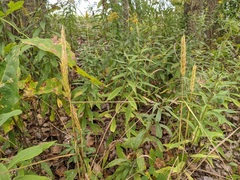Elymus curvatus