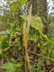 Elymus curvatus