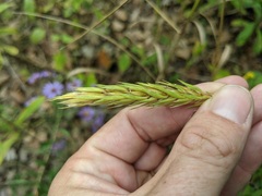 Elymus curvatus