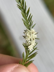 Taxodiomyia