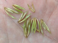 Elymus curvatus
