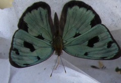 Dynamine postverta mexicana