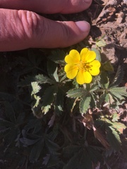 Potentilla gracilis