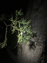 Juniperus occidentalis