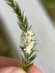 Taxodiomyia