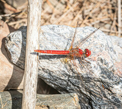 Diplacodes haematodes
