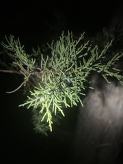 Juniperus occidentalis