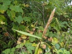 Elymus curvatus