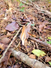 Pseudocolus fusiformis