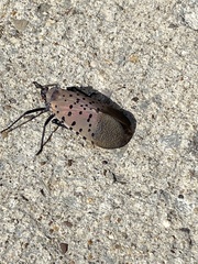 Lycorma delicatula