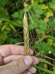 Elymus curvatus