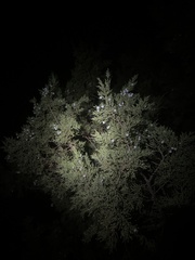 Juniperus occidentalis